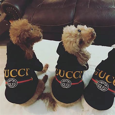 gucci bichon sweater